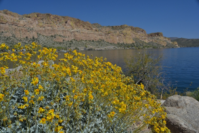 Saguaro Lake marina